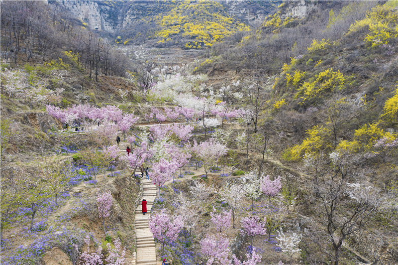 姚丽+《齐山,赴一场樱花之约(组图�?�?18006431879.jpg 姚丽+《齐山,赴一场樱花之约(组图�?�?18006431879.jpg